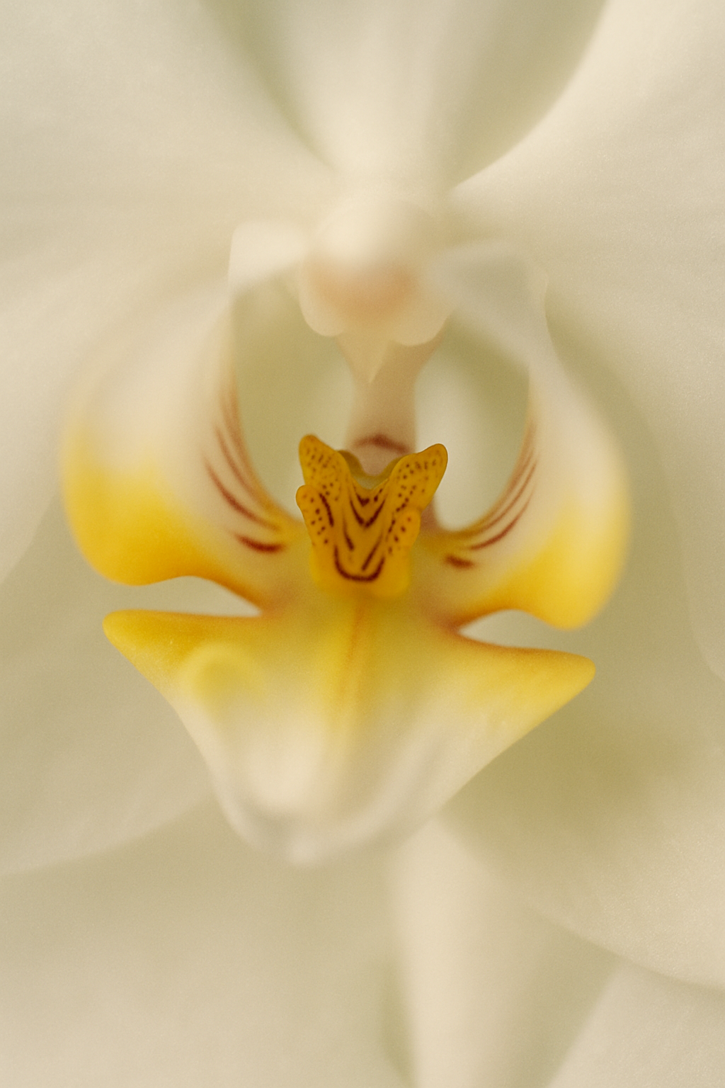 Bloom cluster close-up to showcase petal detail and coloration.