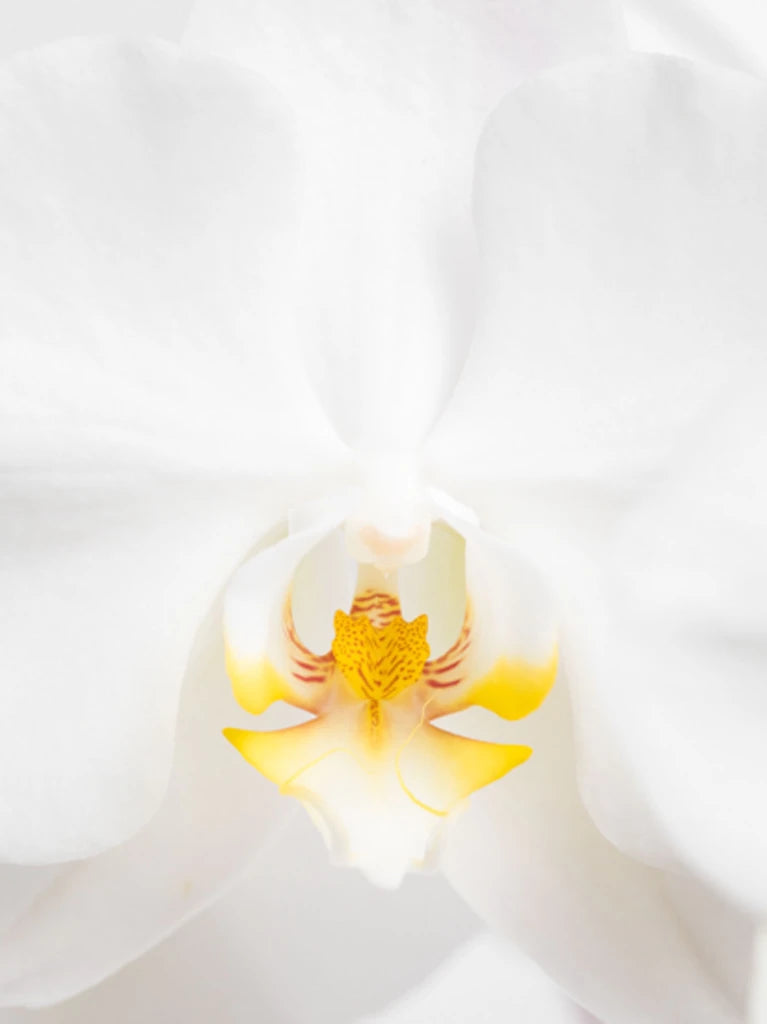 White Orchid