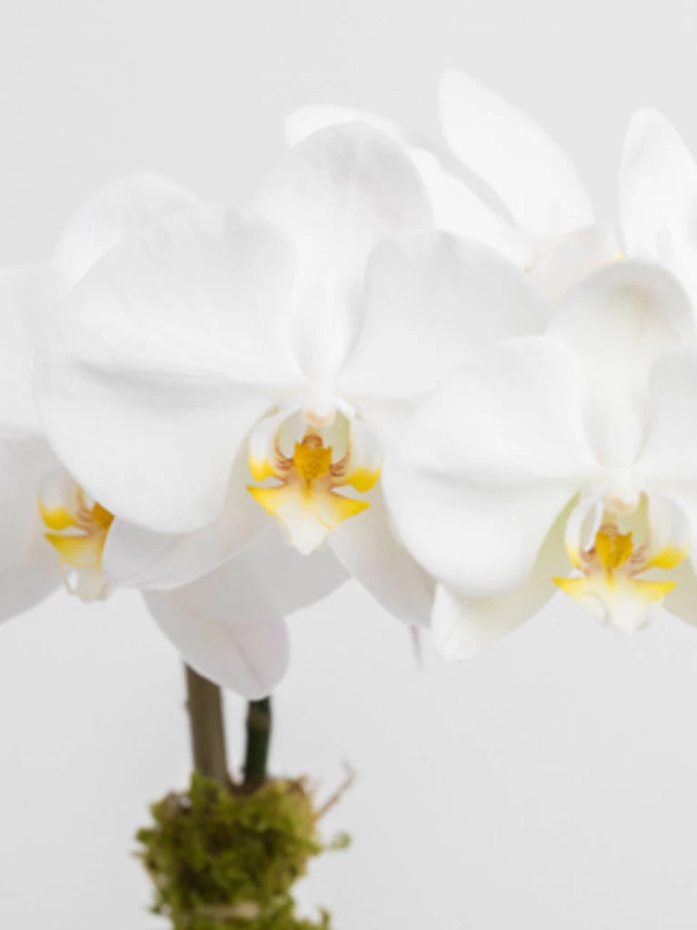 White Orchid