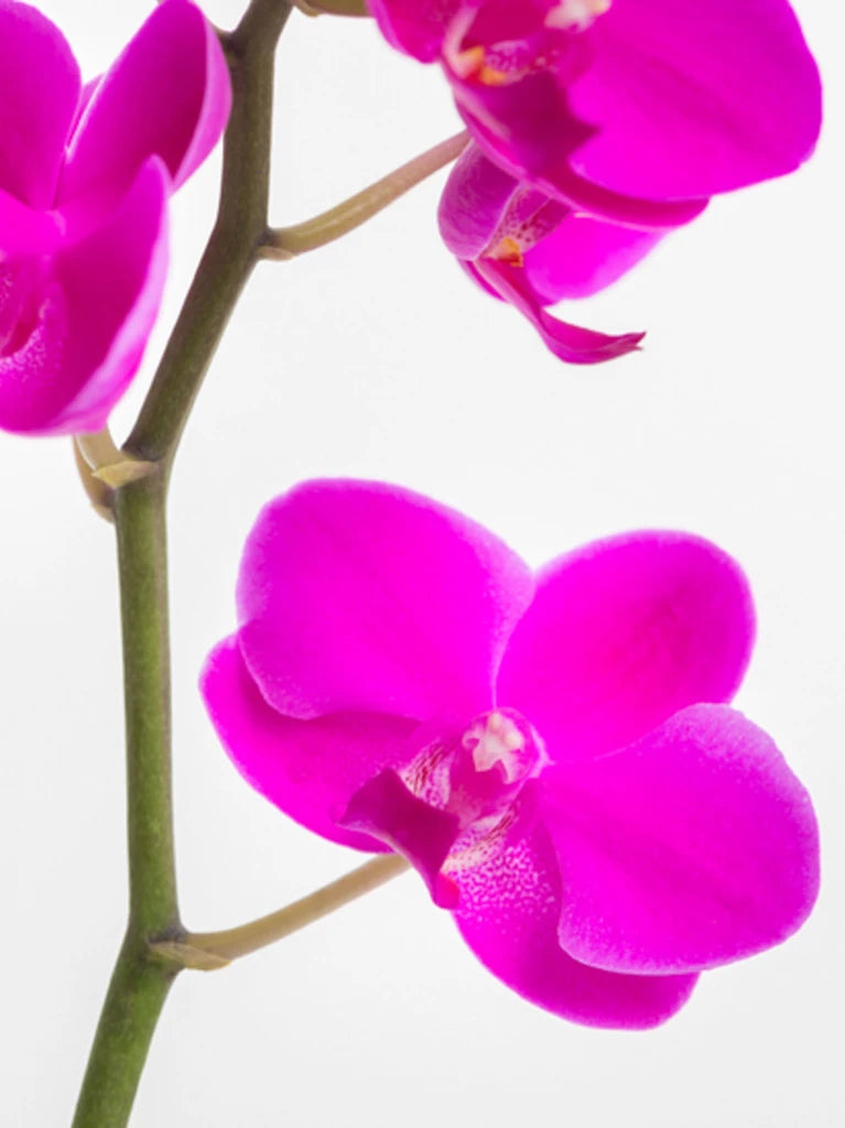 Double Magenta Orchid
