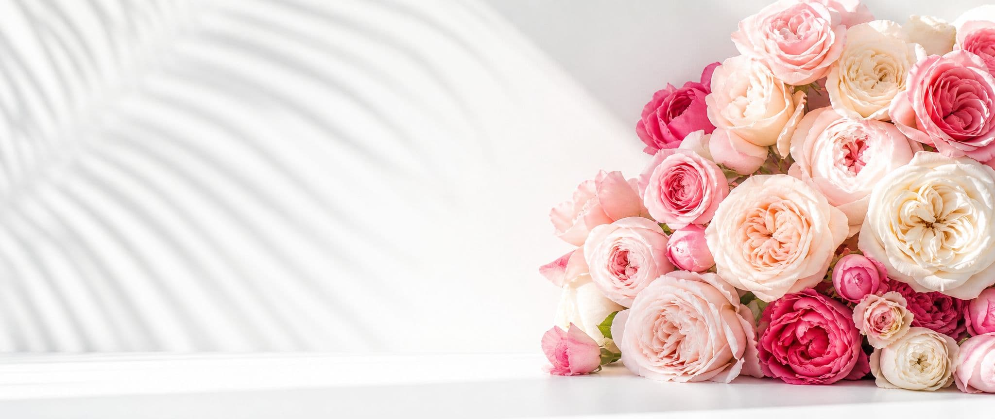 Pale pink roses on a white table