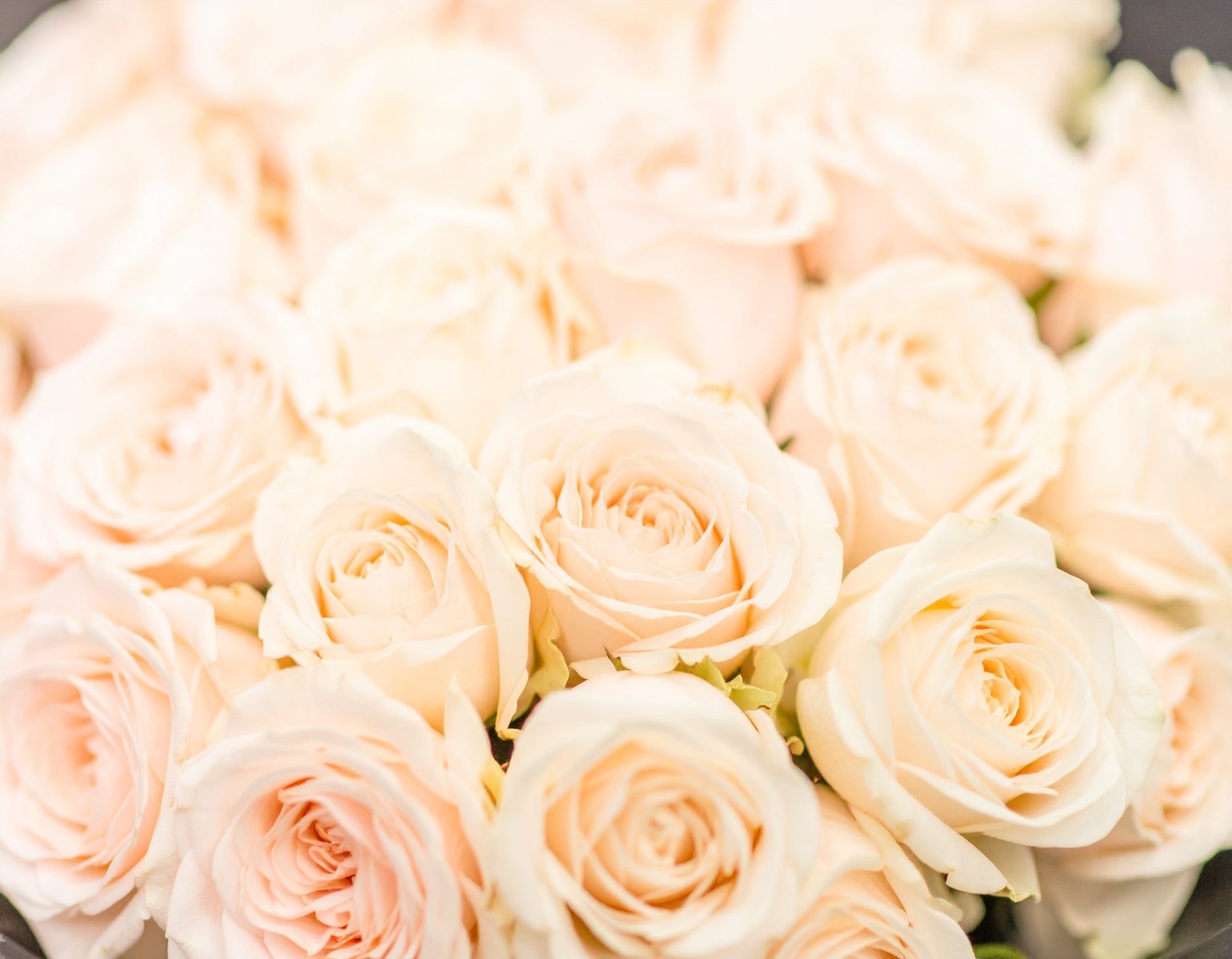 Peach Melody