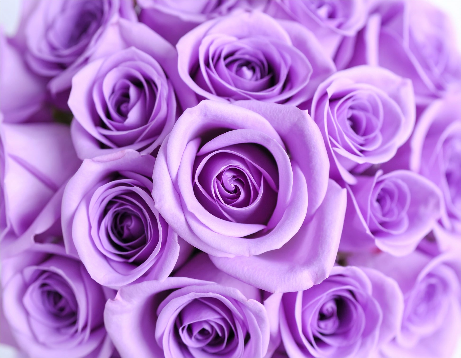 Lavender Bliss