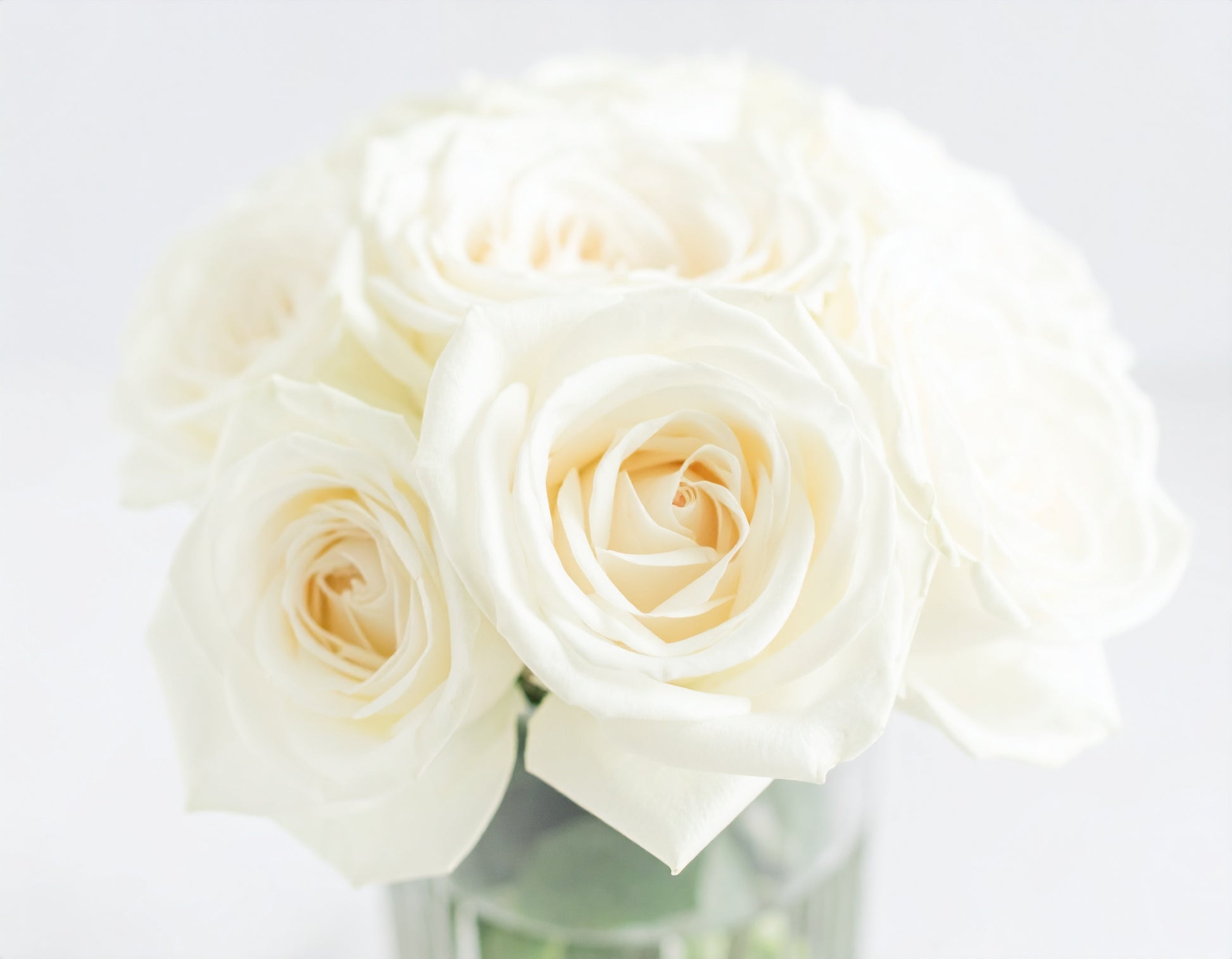 Ivory Whisper