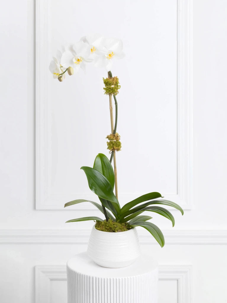 White Orchid